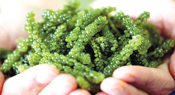[Đánh giá] Bí mật về rong nho - Trứng cá muối xanh của biển cả - viwin.pw - VIWIN.PW