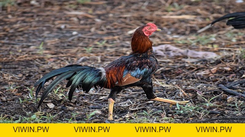 Đá Gà - HB88 - VIWIN.PW
