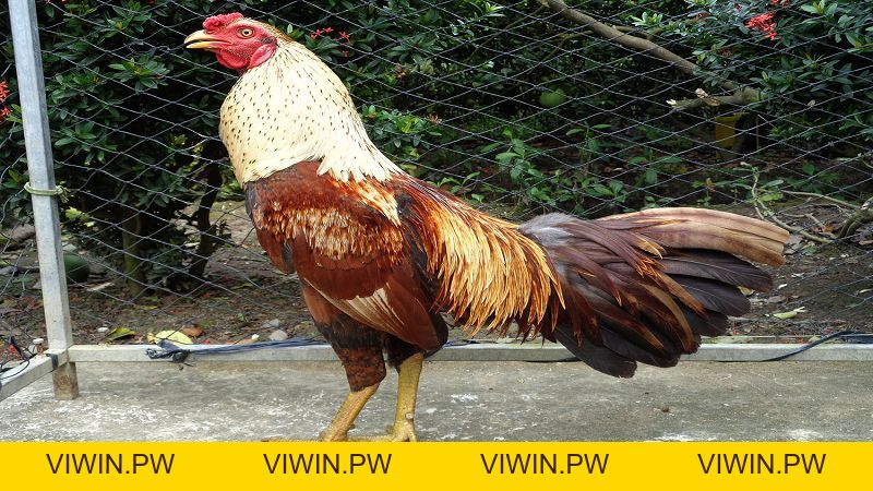 78 Vảy Gà Tốt Nên Chọi Mà Các Sư Kê Không Thể Bỏ Qua - VIWIN.PW