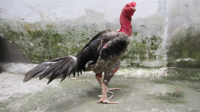 78 Vảy Gà Tốt Nên Chọi Mà Các Sư Kê Không Thể Bỏ Qua - VIWIN.PW