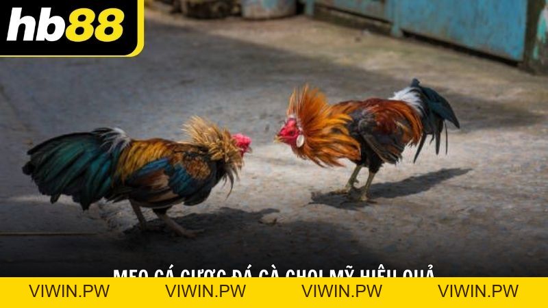 Chơi đá gà chọi Mỹ HB88 hấp dẫn và kịch tính bậc nhất - VIWIN.PW