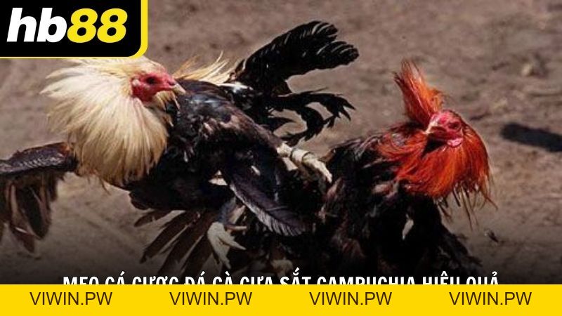 Đá gà cựa sắt Campuchia HB88 kịch tính không thể bỏ qua - VIWIN.PW