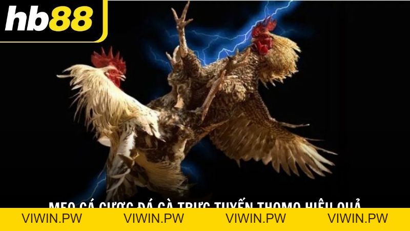 Đá gà trực tuyến Thomo HB88 kịch tính và hấp dẫn bậc nhất - VIWIN.PW