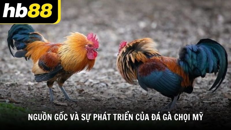 Chơi đá gà chọi Mỹ HB88 hấp dẫn và kịch tính bậc nhất - VIWIN.PW