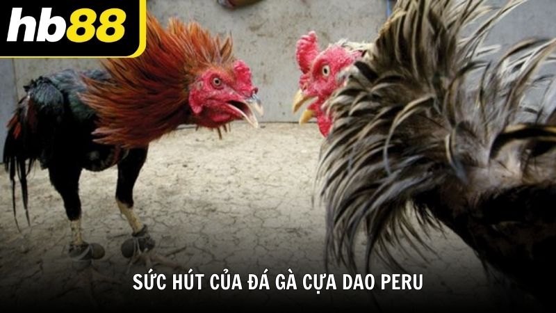 Đá gà cựa dao Peru HB88 cá cược kịch tính cho người đam mê - VIWIN.PW