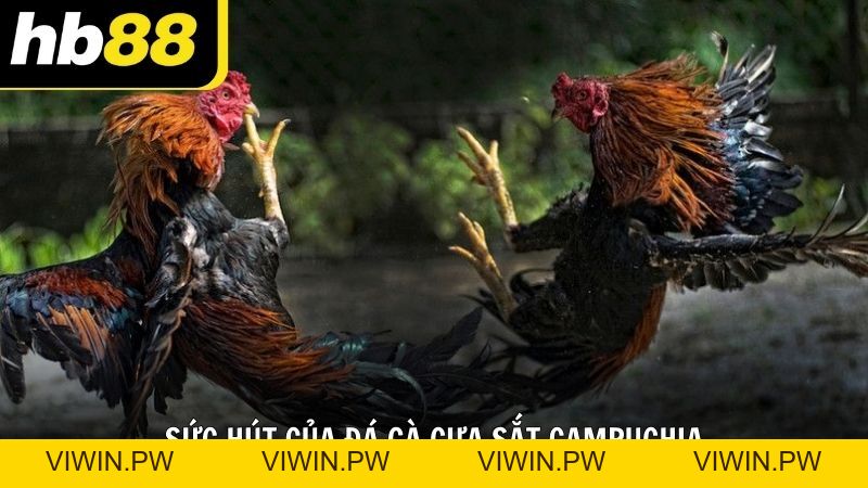 Đá gà cựa sắt Campuchia HB88 kịch tính không thể bỏ qua - VIWIN.PW